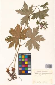 Geranium sylvaticum L., Eastern Europe, Moscow region (E4a) (Russia)