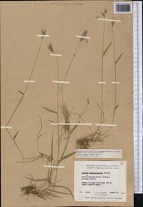 Hordeum brachyantherum Nevski, America (AMER) (Canada)