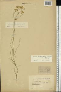 Eremogone longifolia (M. Bieb.) Fenzl, Eastern Europe, Central forest-and-steppe region (E6) (Russia)