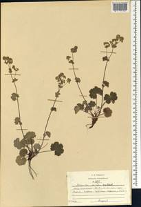 Alchemilla sericata Rchb., Caucasus, North Ossetia, Ingushetia & Chechnya (K1c) (Russia)