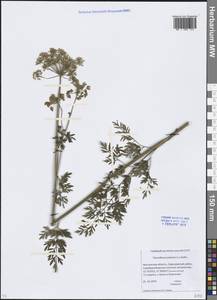 Thysselinum palustre (L.) Hoffm., Eastern Europe, Moscow region (E4a) (Russia)
