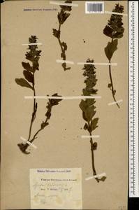 Ajuga genevensis L., Caucasus, Black Sea Shore (from Novorossiysk to Adler) (K3) (Russia)