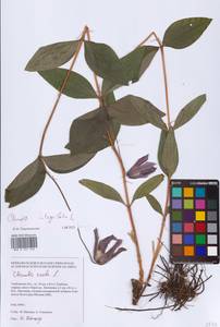 Clematis integrifolia L., Eastern Europe (no precise locality) (E0)