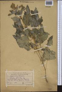 Atriplex flabellum Bunge ex Boiss., Middle Asia, Western Tian Shan & Karatau (M3) (Kazakhstan)