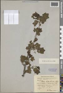 Ribes heterotrichum C.A.Mey., Middle Asia, Northern & Central Tian Shan (M4)