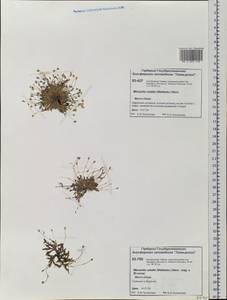 Sabulina rubella (Wahlenb.) Dillenb. & Kadereit, Siberia, Central Siberia (S3) (Russia)