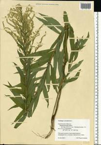 Solidago canadensis L., Eastern Europe, Western region (E3) (Russia)