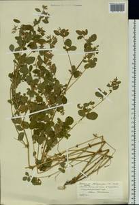 Medicago platycarpos (L.) Trautv., Siberia, Altai & Sayany Mountains (S2) (Russia)