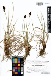 Carex melananthiformis Litv., Siberia, Baikal & Transbaikal region (S4) (Russia)