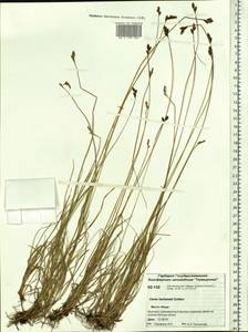 Carex lachenalii subsp. lachenalii, Siberia, Central Siberia (S3) (Russia)