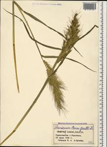 Echinochloa crus-galli (L.) P.Beauv., Caucasus, Stavropol Krai, Karachay-Cherkessia & Kabardino-Balkaria (K1b) (Russia)