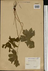 Geranium pratense L., Eastern Europe, Central region (E4) (Russia)