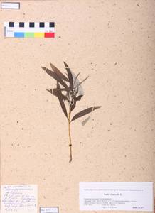 Salix viminalis L., Siberia, Altai & Sayany Mountains (S2) (Russia)