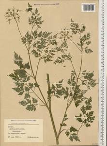 Aethusa cynapium L., Eastern Europe, Latvia (E2b) (Latvia)