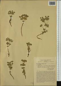 Euphorbia variabilis subsp. valliniana (Belli) Jauzein, Western Europe (EUR) (Italy)