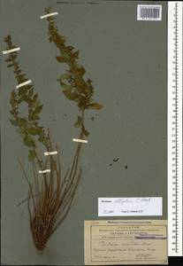 Parietaria judaica L., Caucasus, Armenia (K5) (Armenia)