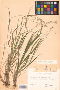 Melica picta K.Koch, Eastern Europe, Central forest-and-steppe region (E6) (Russia)