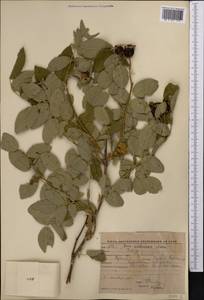 Rosa canina L., Middle Asia, Western Tian Shan & Karatau (M3) (Kyrgyzstan)