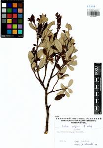 Salix krylovii E. Wolf, Siberia, Baikal & Transbaikal region (S4) (Russia)