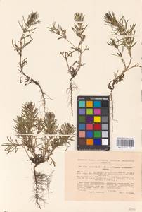 MHA 0 155 132, Ajuga chamaepitys (L.) Schreb., Eastern Europe, South Ukrainian region (E12) (Ukraine)