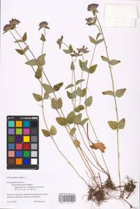 MHA 0 156 585, Clinopodium vulgare L., Eastern Europe, Central region (E4) (Russia)