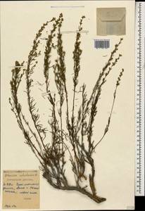Artemisia salsoloides Willd., Caucasus, Dagestan (K2) (Russia)