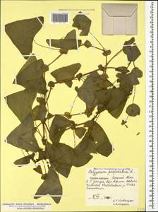 Persicaria perfoliata (L.) H. Gross, Caucasus, Georgia (K4) (Georgia)