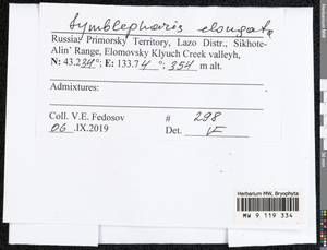 Symblepharis elongata (I. Hagen) Fedosov, M. Stech & Ignatov, Bryophytes, Bryophytes - Russian Far East (excl. Chukotka & Kamchatka) (B20) (Russia)