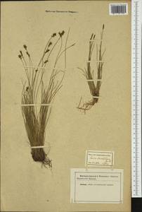 Carex davalliana Sm., Western Europe (EUR) (Not classified)
