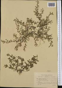 Lindernia procumbens (Krock.) Borbás, Western Europe (EUR) (Italy)