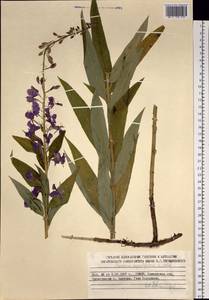 Chamaenerion angustifolium (L.) Scop., Siberia, Chukotka & Kamchatka (S7) (Russia)