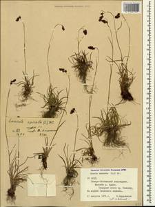 Luzula spicata (L.) DC., Caucasus, North Ossetia, Ingushetia & Chechnya (K1c) (Russia)