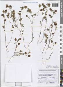 Trifolium campestre Schreb., Caucasus, Black Sea Shore (from Novorossiysk to Adler) (K3) (Russia)