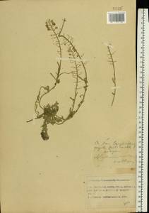 Alyssum gmelinii Jord. & Fourr., Eastern Europe, Moscow region (E4a) (Russia)