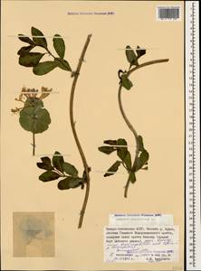 Lonicera caprifolium L., Caucasus, North Ossetia, Ingushetia & Chechnya (K1c) (Russia)