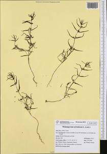Melampyrum sylvaticum L., Western Europe (EUR) (Italy)