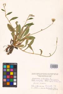 Pilosella officinarum Vaill., Eastern Europe, Moldova (E13a) (Moldova)