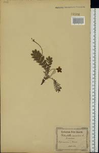 Argentina anserina subsp. anserina, Eastern Europe, South Ukrainian region (E12) (Ukraine)