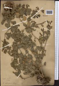 Zygophyllum obliquum Popov, Middle Asia, Northern & Central Tian Shan (M4) (Kazakhstan)