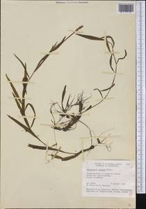 Potamogeton alpinus Balb., America (AMER) (Canada)