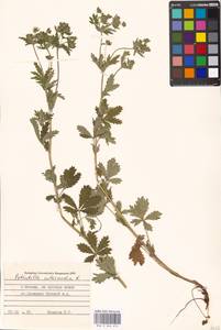 Potentilla intermedia L., Eastern Europe, Moscow region (E4a) (Russia)