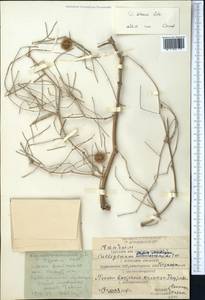 Calligonum setosum (Litv.) Litv., Middle Asia, Karakum (M6) (Turkmenistan)