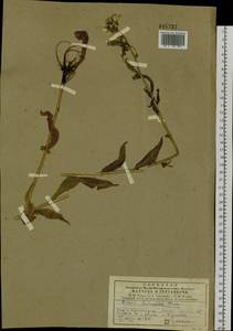 Picris davurica Fisch. ex Hornem., Siberia, Central Siberia (S3) (Russia)