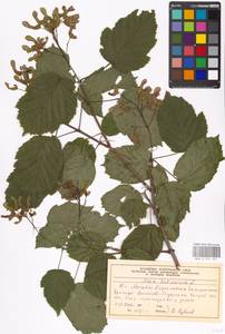 Acer tataricum L., Eastern Europe, Moscow region (E4a) (Russia)