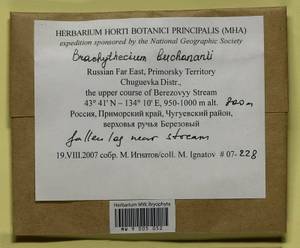 Brachythecium buchananii (Hook.) A. Jaeger, Bryophytes, Bryophytes - Russian Far East (excl. Chukotka & Kamchatka) (B20) (Russia)