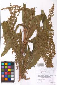 Rumex patientia L., Eastern Europe, Central forest-and-steppe region (E6) (Russia)
