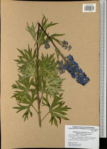 Delphinium cuneatum Stev. ex DC., Eastern Europe, Central region (E4) (Russia)