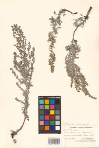 Artemisia maritima L., Eastern Europe, Estonia (E2c) (Estonia)