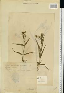 Rabelera holostea (L.) M. T. Sharples & E. A. Tripp, Eastern Europe, Estonia (E2c) (Estonia)