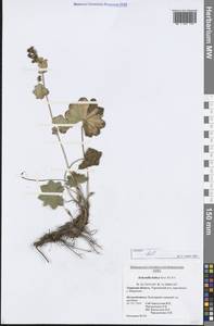 Alchemilla baltica Sam. ex Juz., Eastern Europe, North-Western region (E2) (Russia)